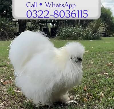 Female White Silkie - Fancy Hens For sale