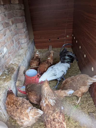 Loman Brown German Bread