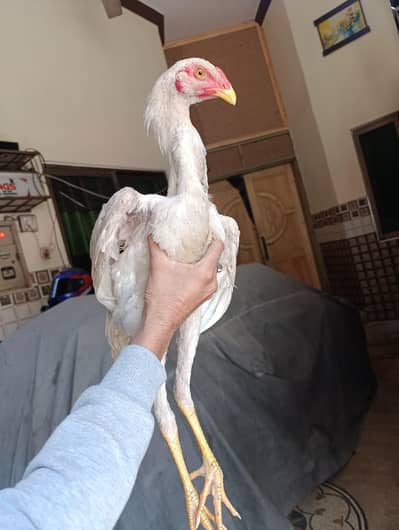 pure aseel just one pic left jis Bhai ko chy wo hi message kry kami py