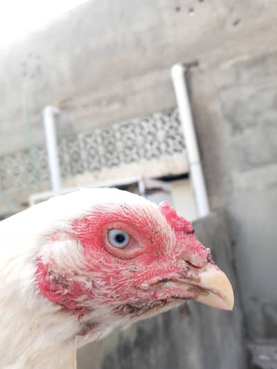 Paper white Heera Madi