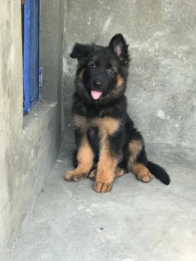 German shepherd puppy male for sale 0309/0097784