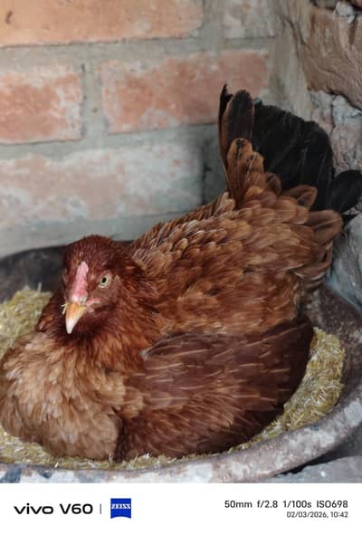 kurak aseel murgi for sale urgant WhatsApp number 03316427993