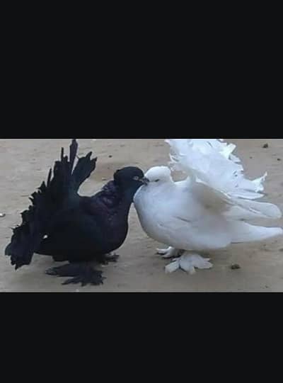 lacky kabuter 03707858546 whutpp