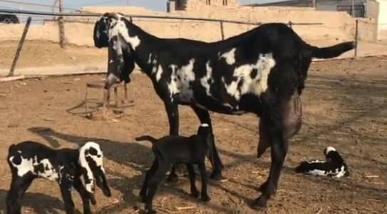 3 Bacchon Ka Sath Desi Bakri For Sale (Call "_03487390292)