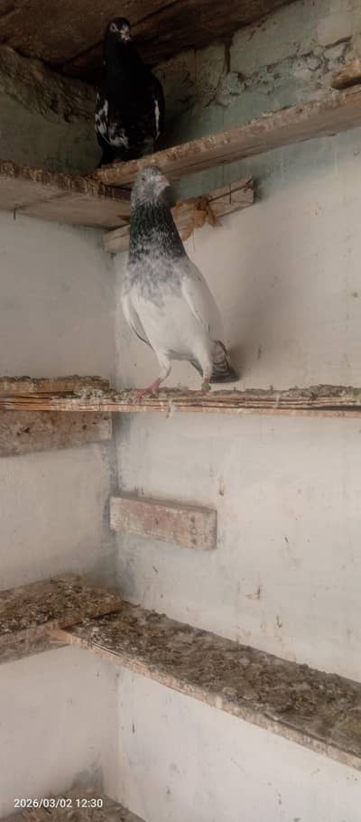 2 breedar pair high flayer