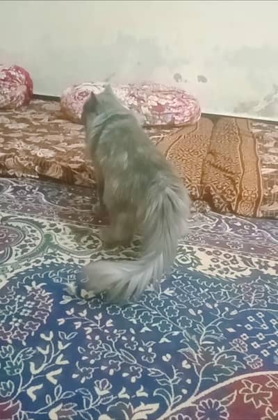 Persian cats for sale gray