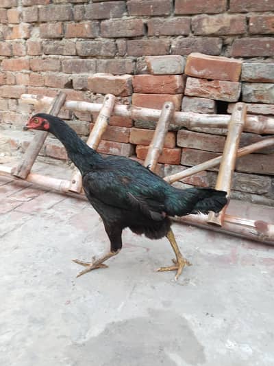 Thai murgi ha cross me .