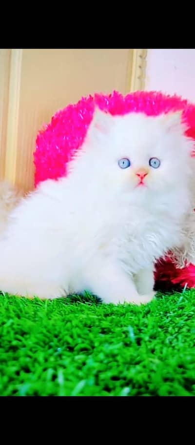 Cat | Kittens | Persian Cat Baby | ωâtsp /\/\€" 06 | 5୨8 | 6719