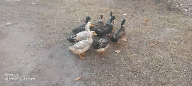Ducks for sale