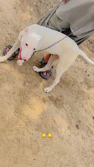 Gultair/Kohati Gultair