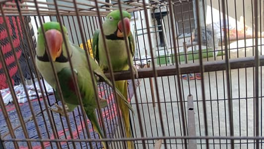 Raw kashmiri parrots