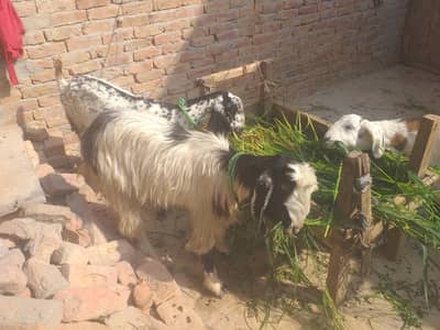 bakri