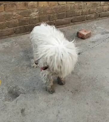 Russian high quality female exchange possible