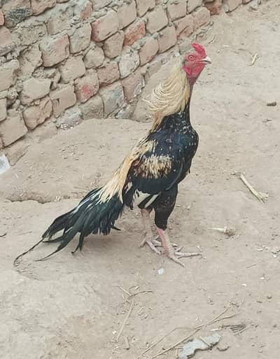 Masha Allah High quality Mianwali wali