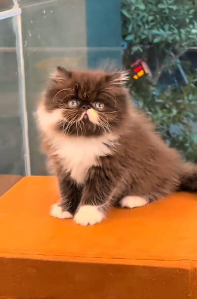 Cat | Kittens | Persian Cat Baby | ωâtsp /\/\€ 06 | 5୨8 | 6719