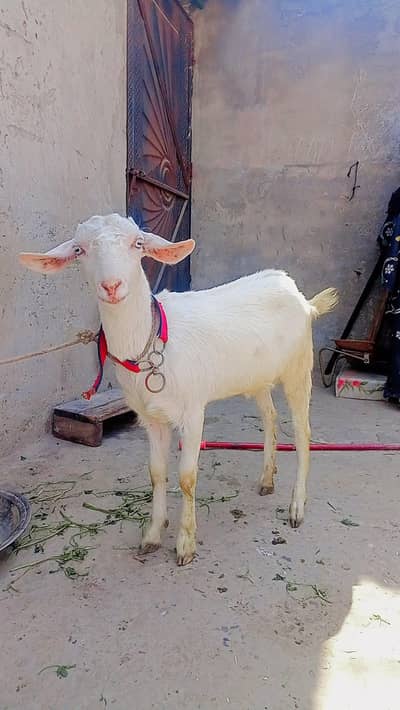 tedi female 1 month or 3 din ki gaban khiri hai 10 months age hai