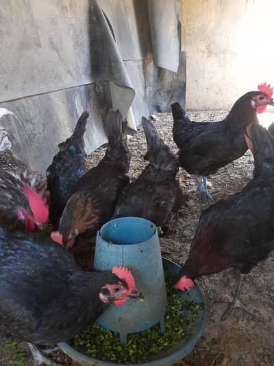 Golden misri hen 1500 per piece final