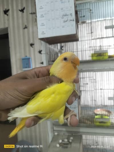 Love bird | Albino | Parrot | parrots | Birds