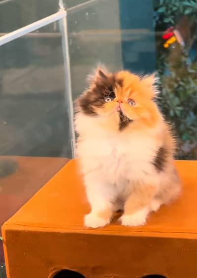 Cat | Kittens | Persian Cat Baby | ωâtsp /\/\€? 06 | 5୨8 | 6719