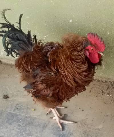 Cock for sale