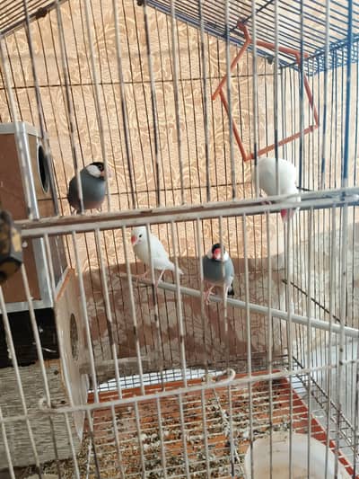 White and Black Java Pair