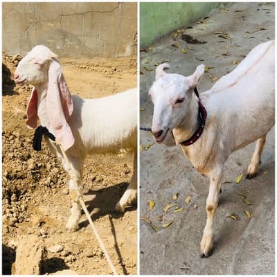 Top quality gulabi and teddy pregnant females available