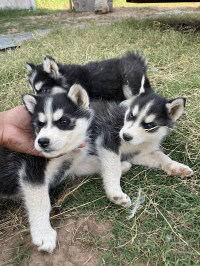Siberian Husky Pair(blue eyes )