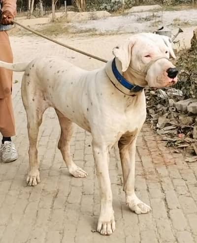 Bully dog |Bully dog | Bull dog | dog