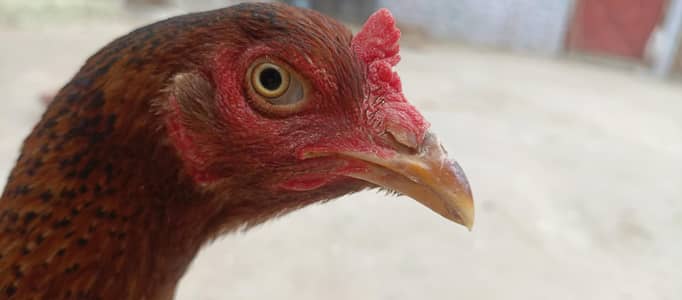 Aseel sindhi hen killi taj