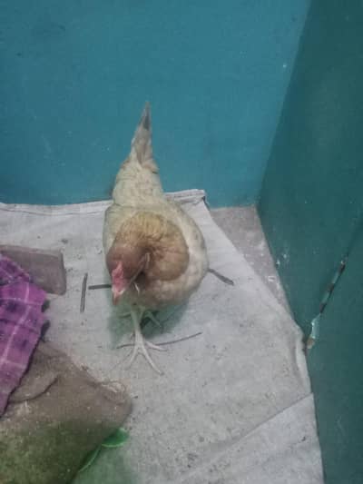 ye ek misri murgi hai isko mujhe sale krna hai iska price 2500 ha