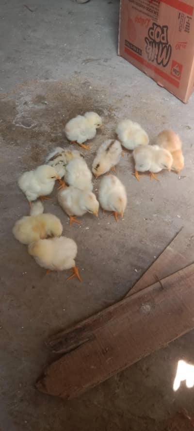 Quality Aseel chuze Whatsapp 03061908536