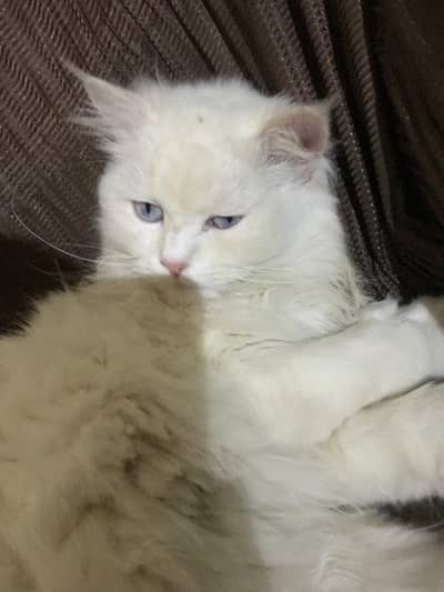 White Male Cat – Healthy & Cute