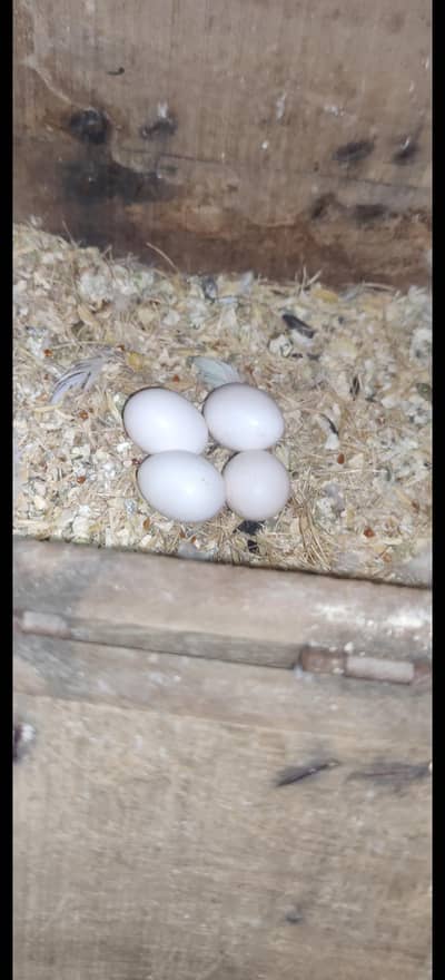 Breeder pair with eggs creamino male×albino red eye possible b2 female