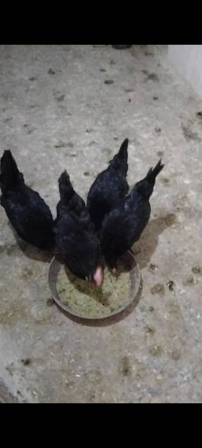 Australorp