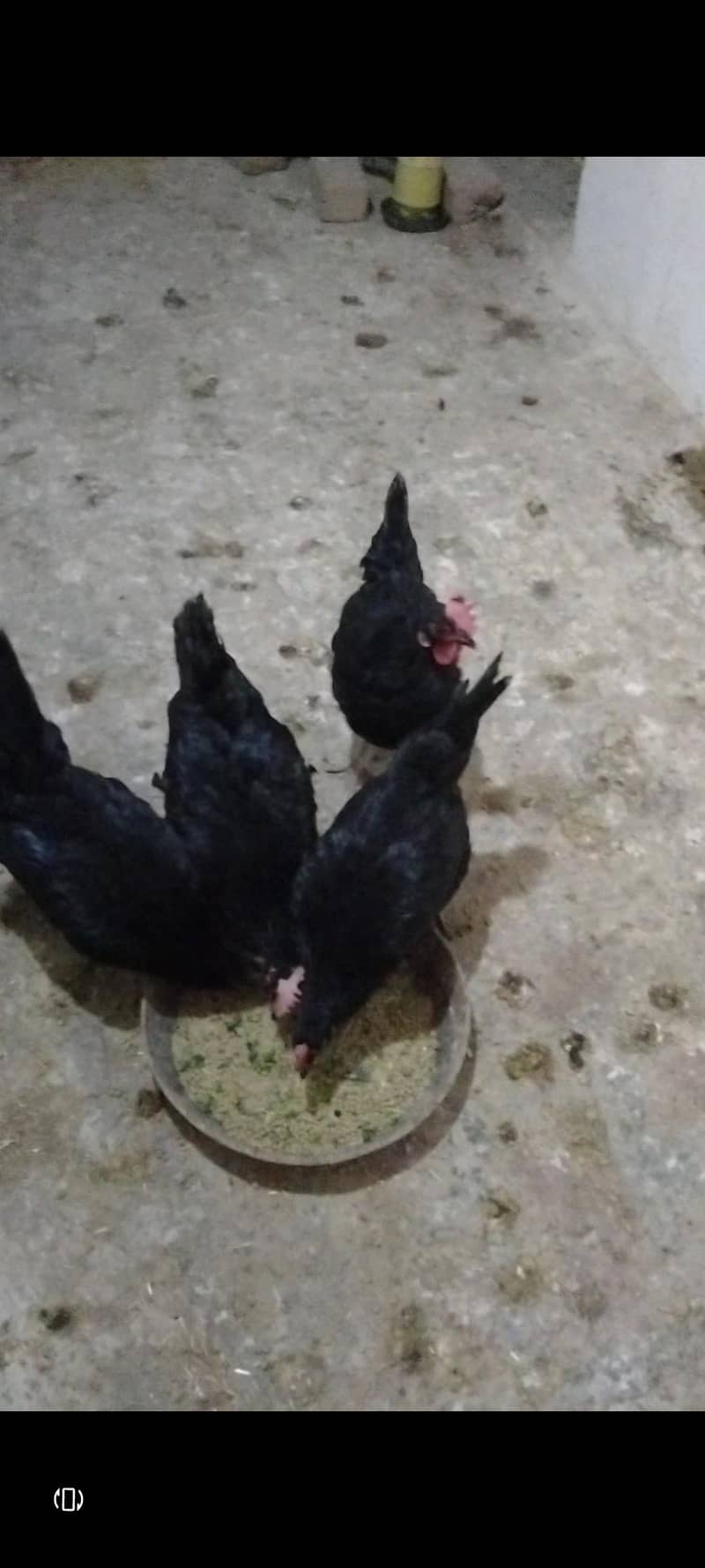 Australorp 1
