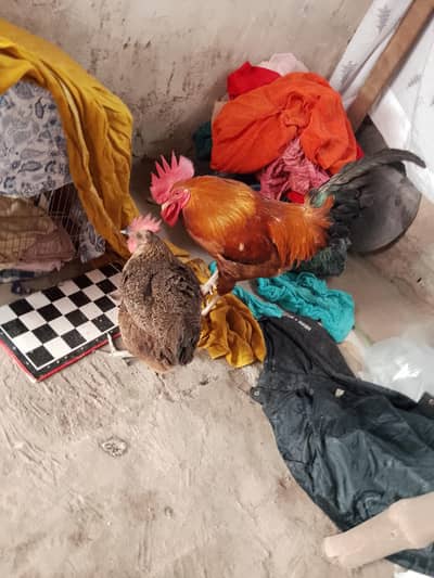 Whatsapp 03214680612