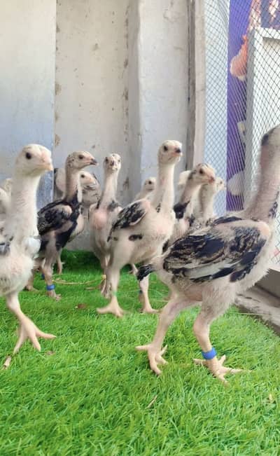 Shamo chicks for sale