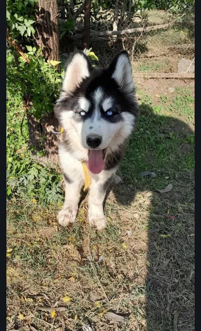 blue eyes pure husky breed double coat full active dog play full