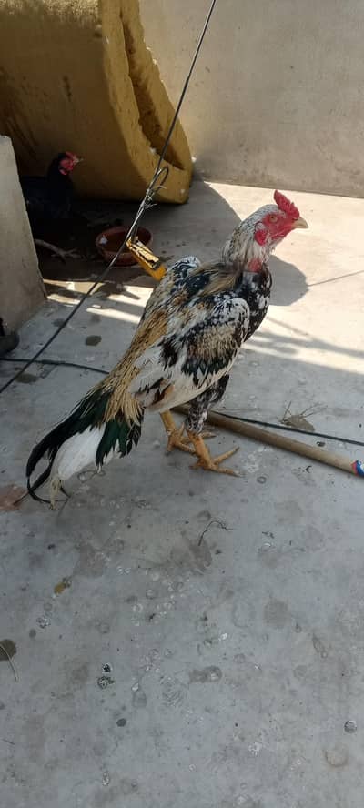 Aseel java bhut pyari chez hai jis ko pachan hai vo he rabtha Kara