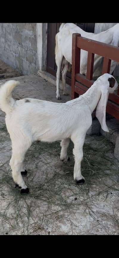 Female with male kid