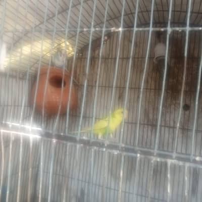 Australion parrots Urgent for Sale