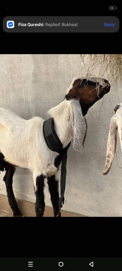 bakra bhot health or active h Masha Allah