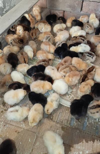 Desi golden misri chicks