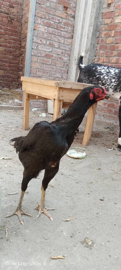 aseel shamo bkack female