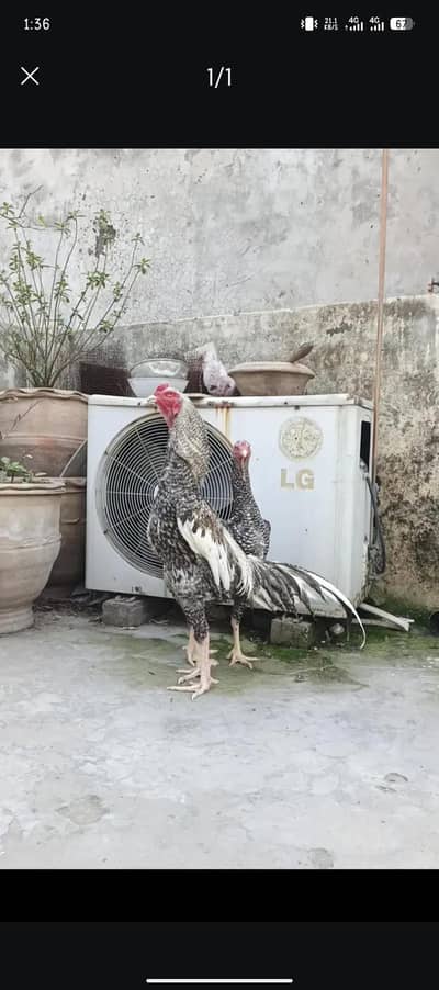 Coco Shamo Fertile egg