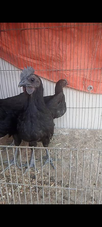 Ayam cemani grey Chicks