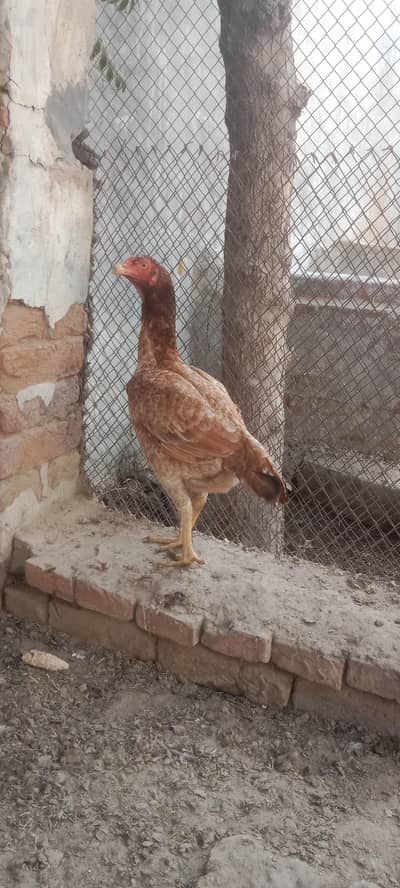 Aseel kurk murgi Whatsapp 03061908536