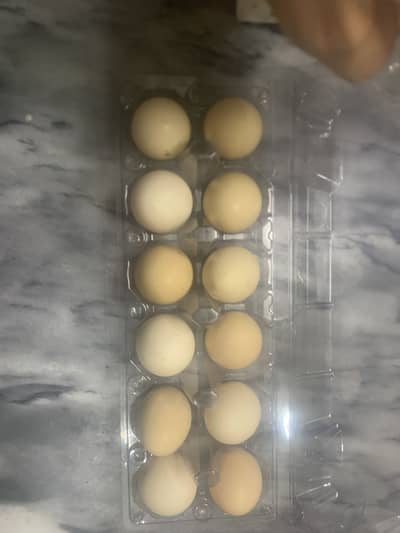 Aseel eggs