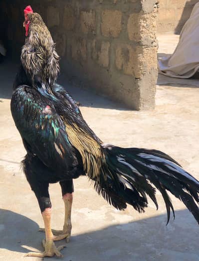 Aseel black jawa White Buska