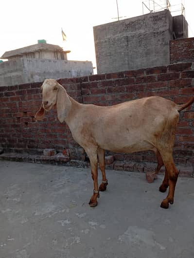 puer sailkoti bakri ha tayr ha 5 say 6 din lay gi sonay may